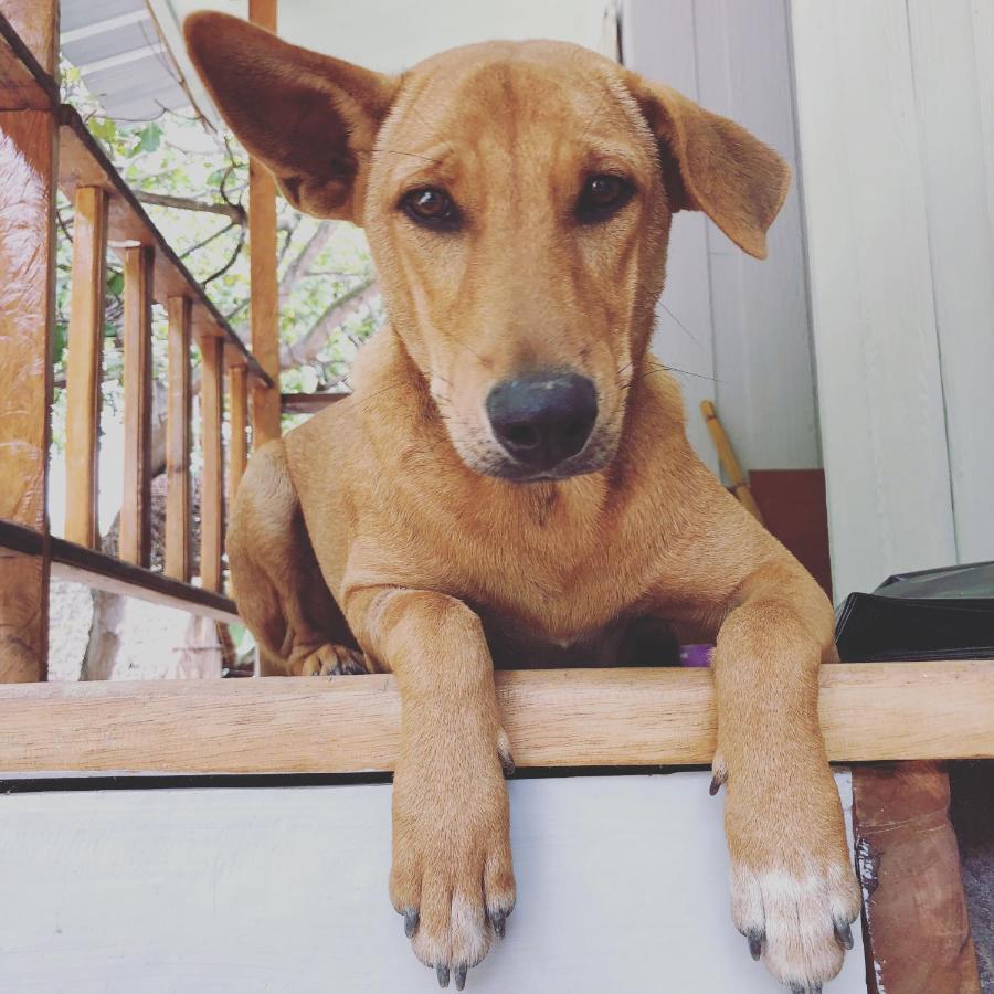 Sunflower Guesthouse And Animal Rescue - Koh Lipe Exterior photo