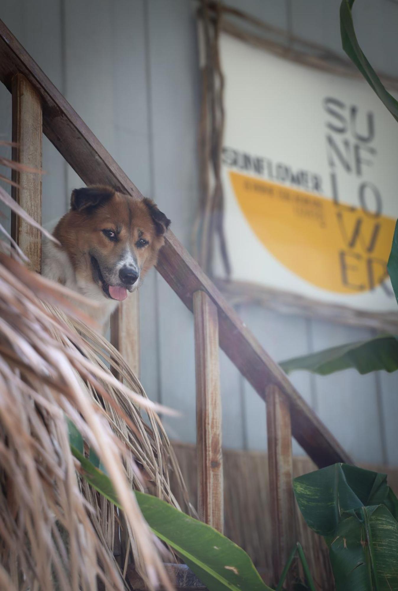 Sunflower Guesthouse And Animal Rescue - Koh Lipe Exterior photo