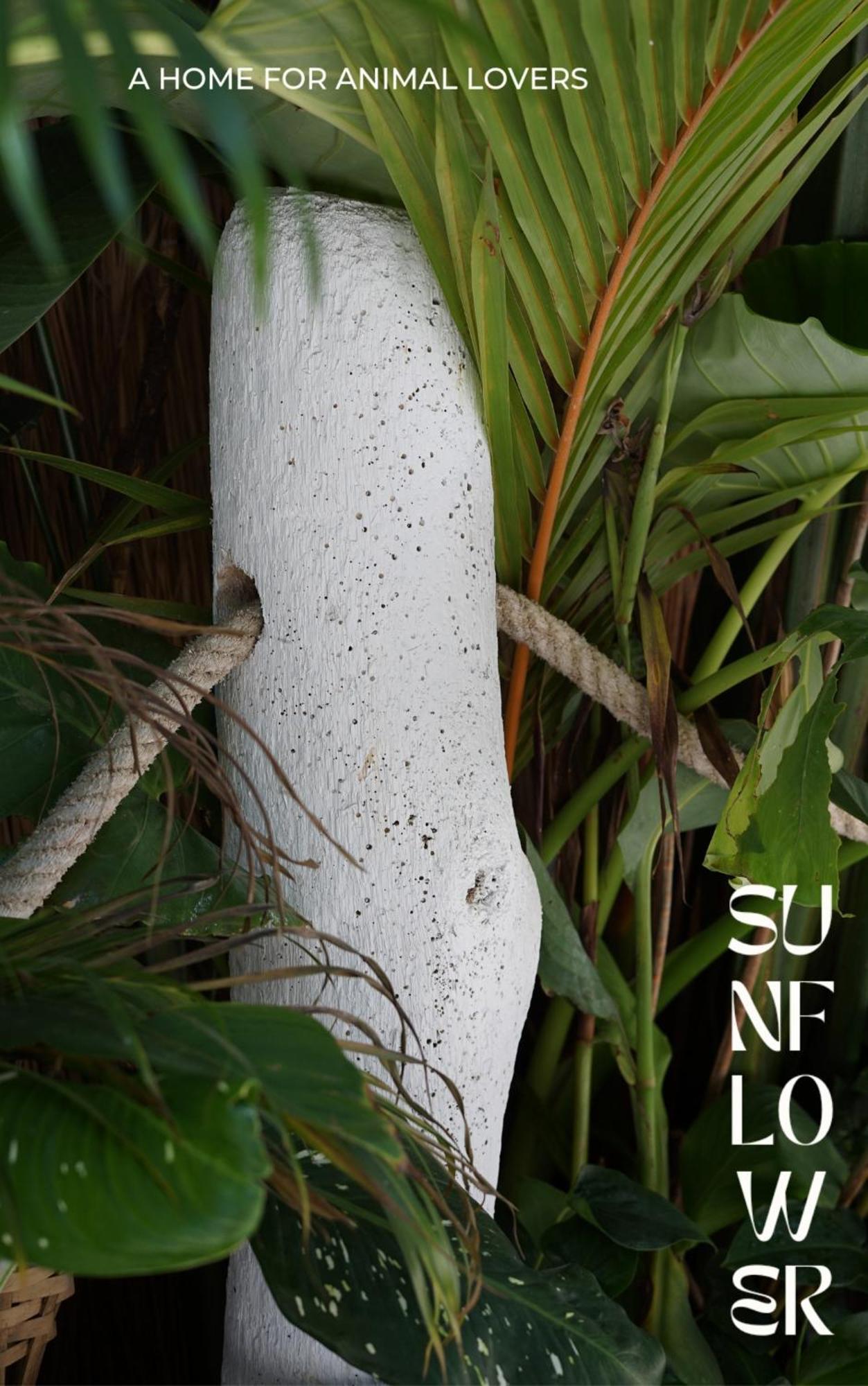 Sunflower Guesthouse And Animal Rescue - Koh Lipe Exterior photo